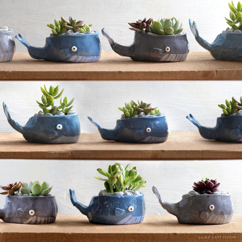 august | whale planter